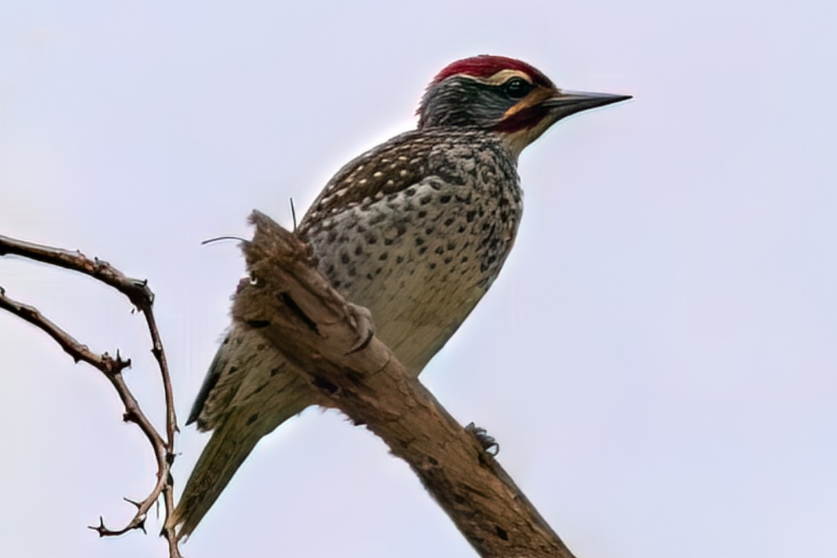 Nubian Woodpecker - ML642949193