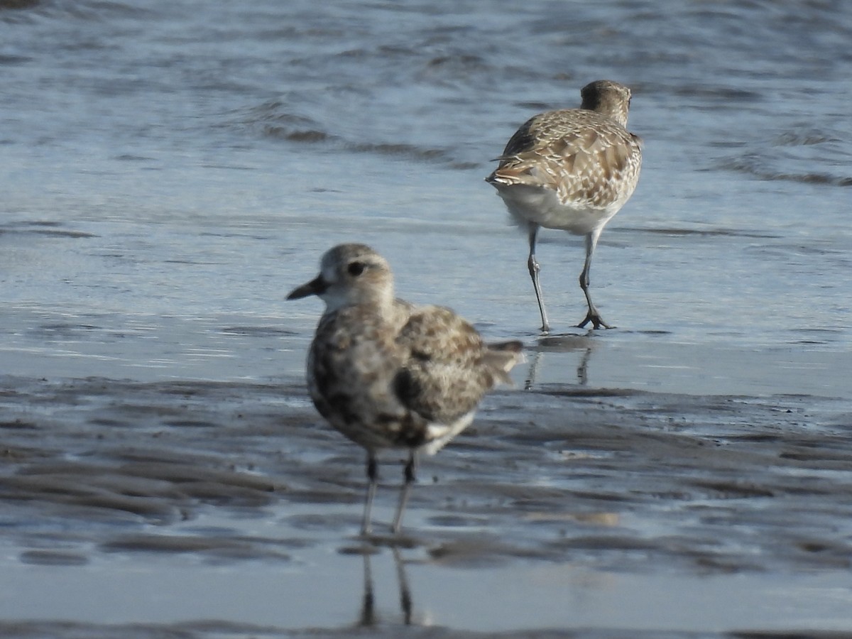 Black-bellied Plover - ML642949194
