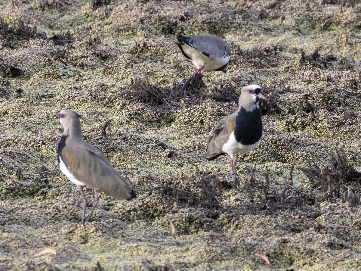 Southern Lapwing - ML642949196