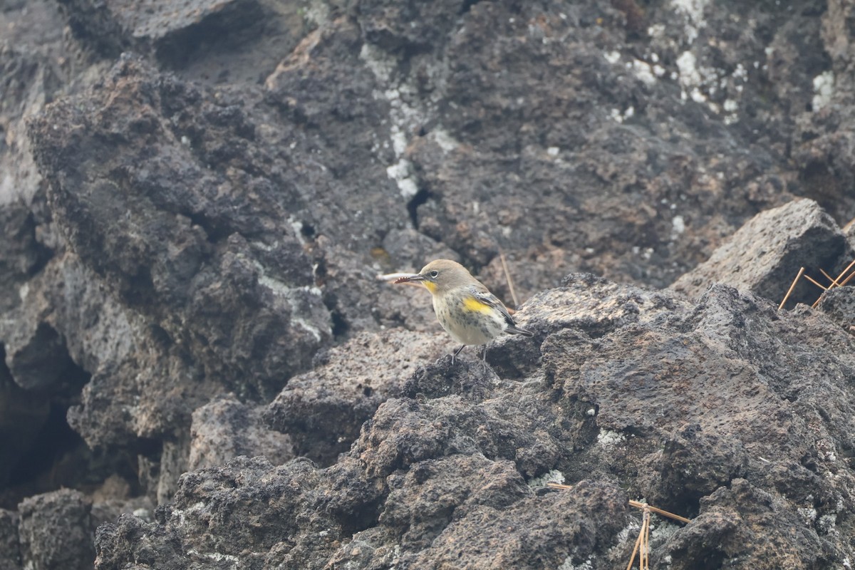 Yellow-rumped Warbler - ML642949197