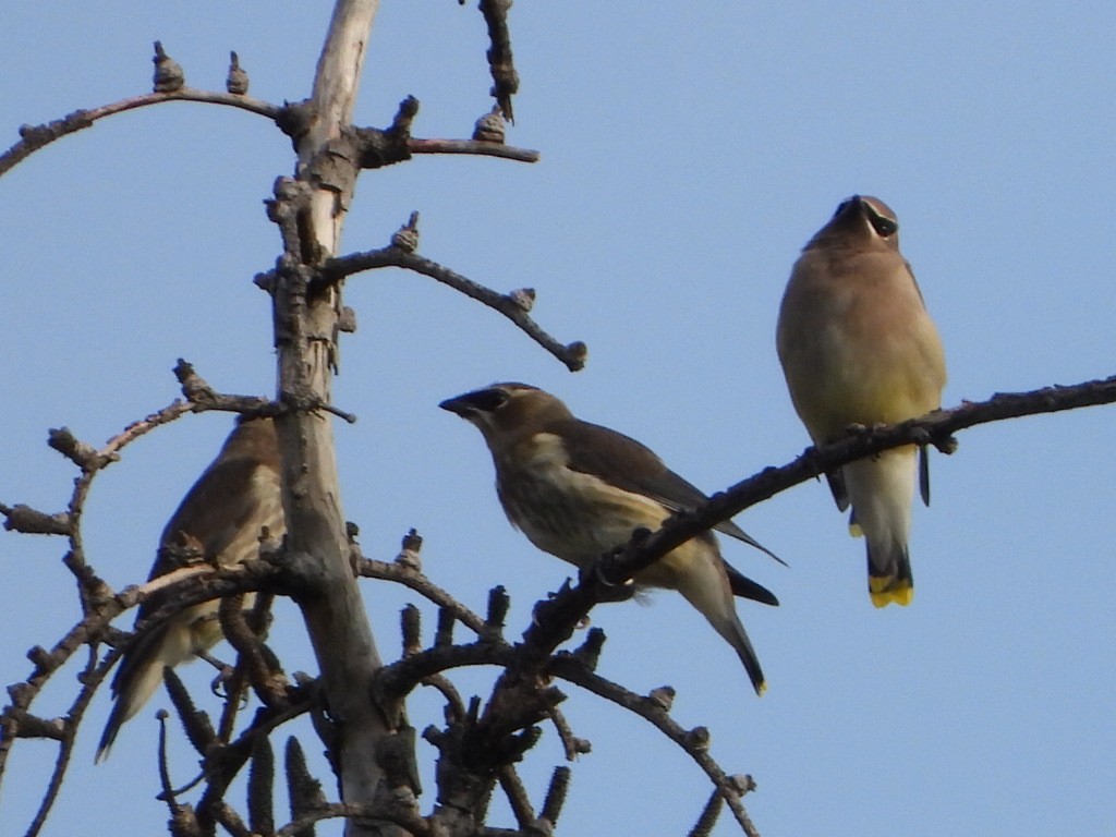 Cedar Waxwing - ML642949198