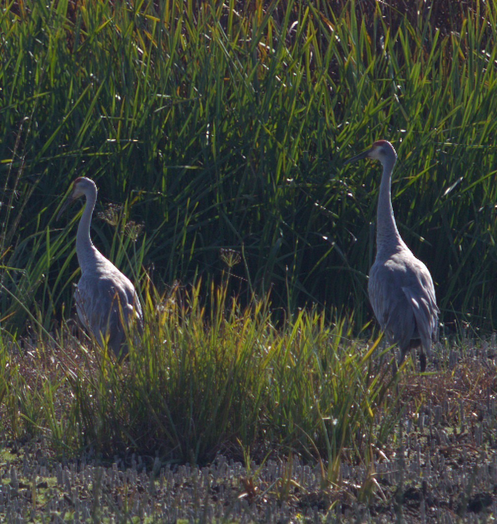 Sandhill Crane - ML642949199