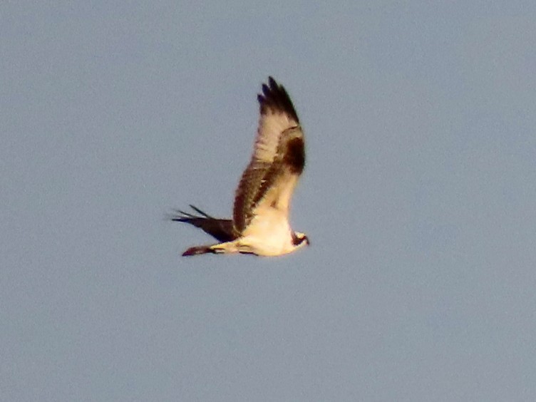 Osprey - ML642949200