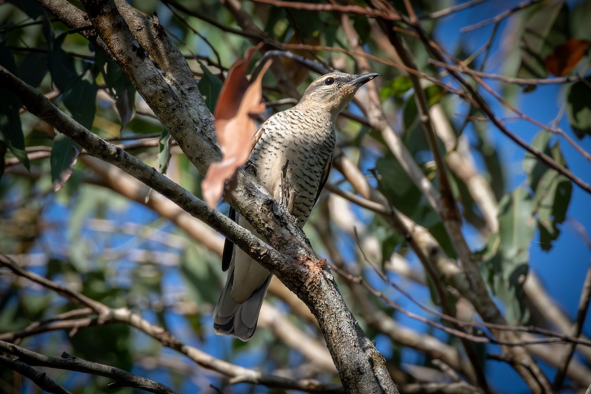 Sahul Cicadabird - ML642949201