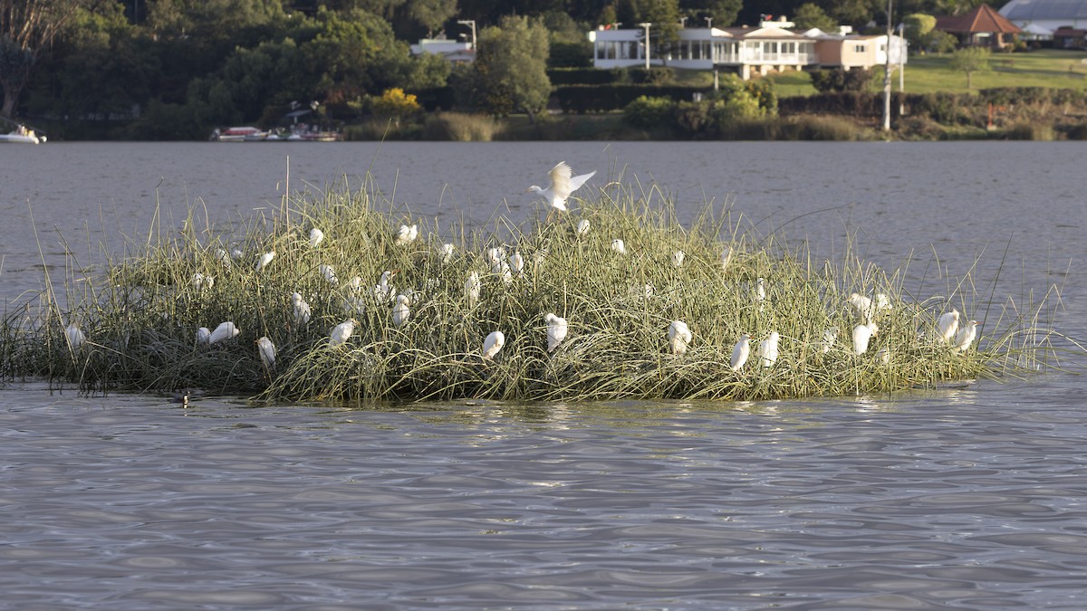 Western Cattle-Egret - ML642949204