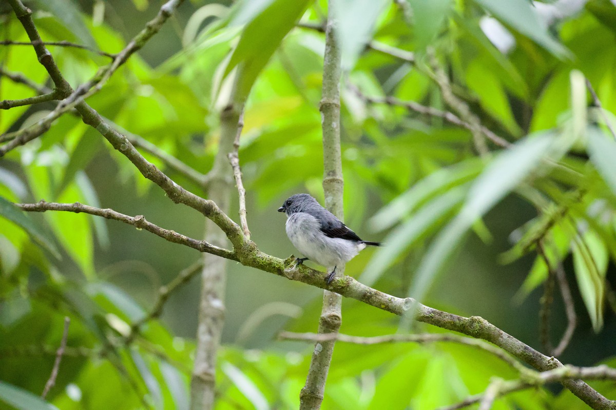 Plain-colored Tanager - ML642949206