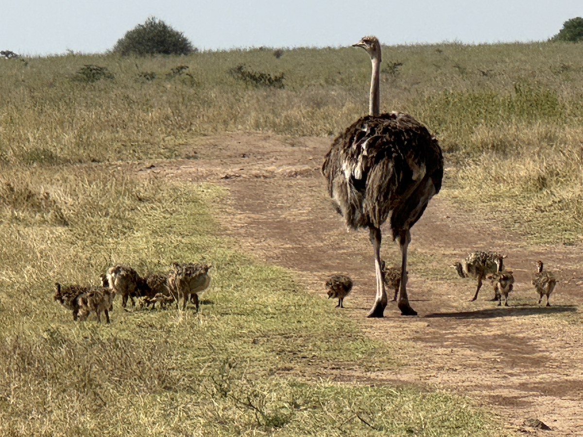 Common Ostrich - ML642949214