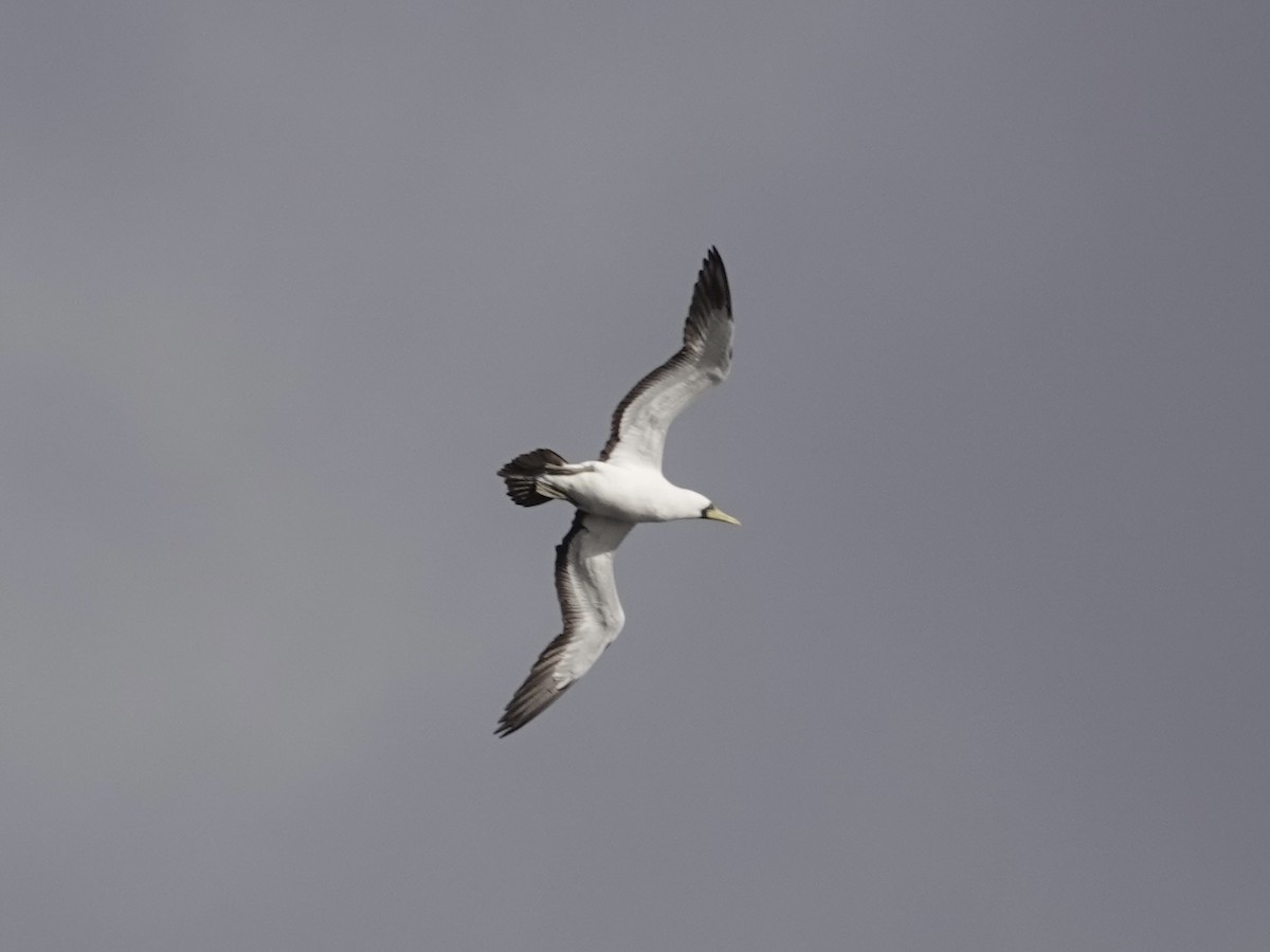Masked Booby - ML642949236