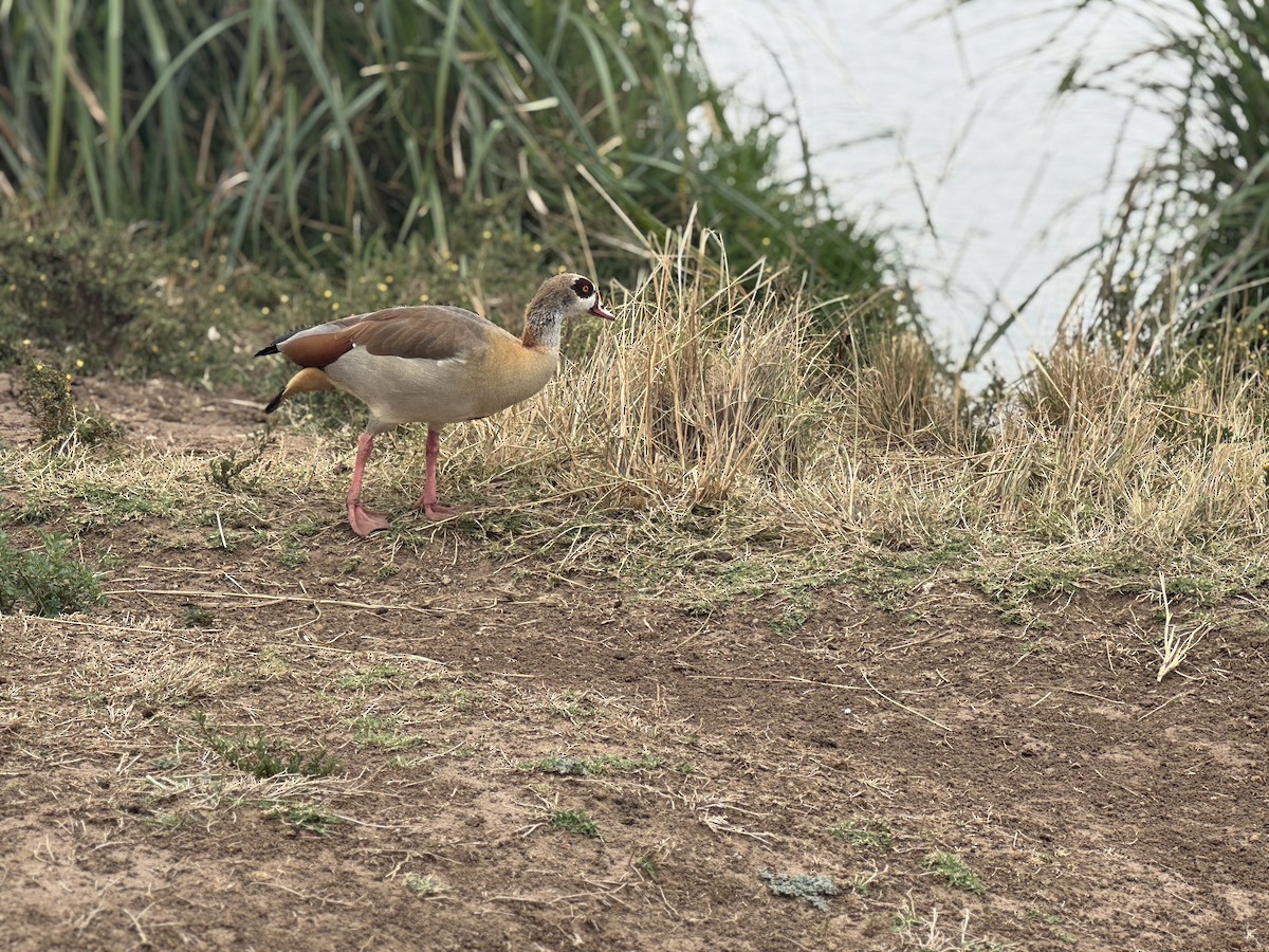 Egyptian Goose - ML642949238