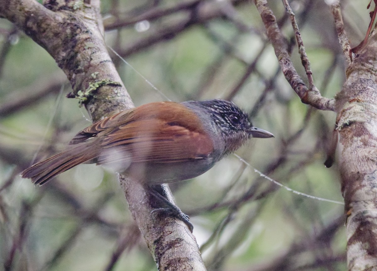 Rufous-backed Antvireo - ML642949240