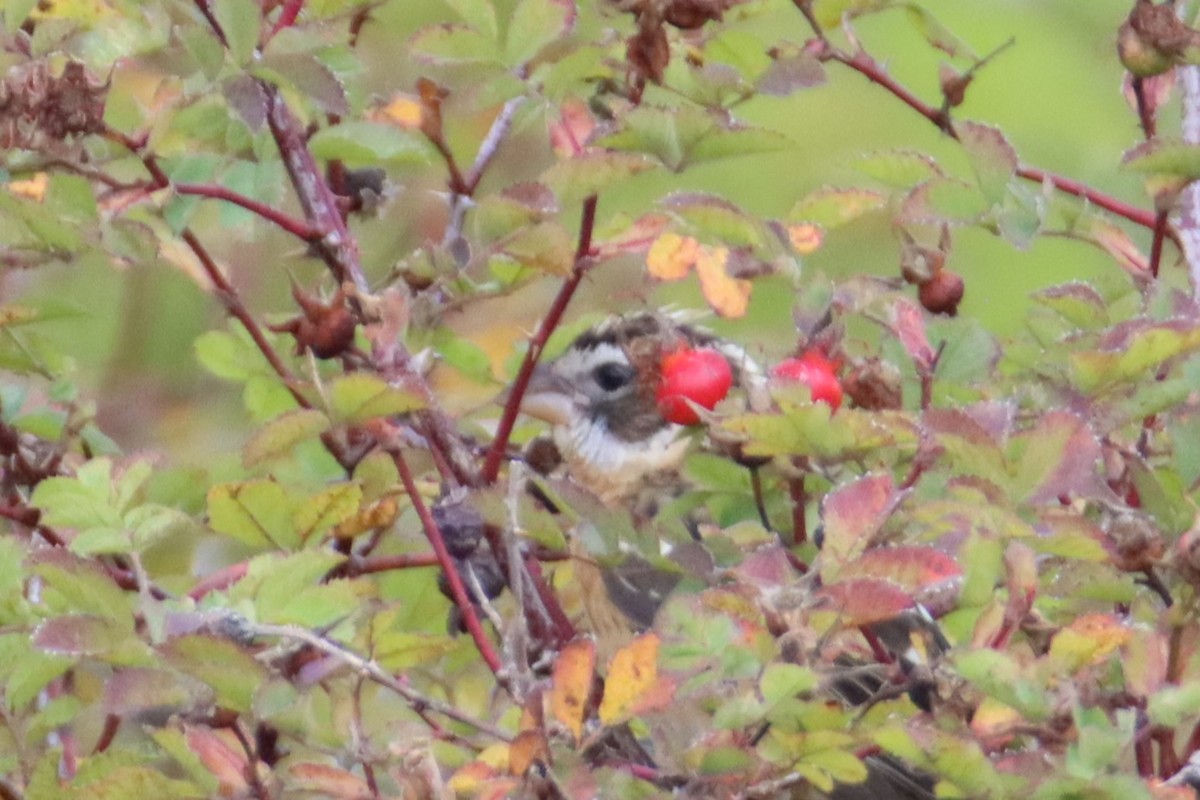Black-headed Grosbeak - ML642949241