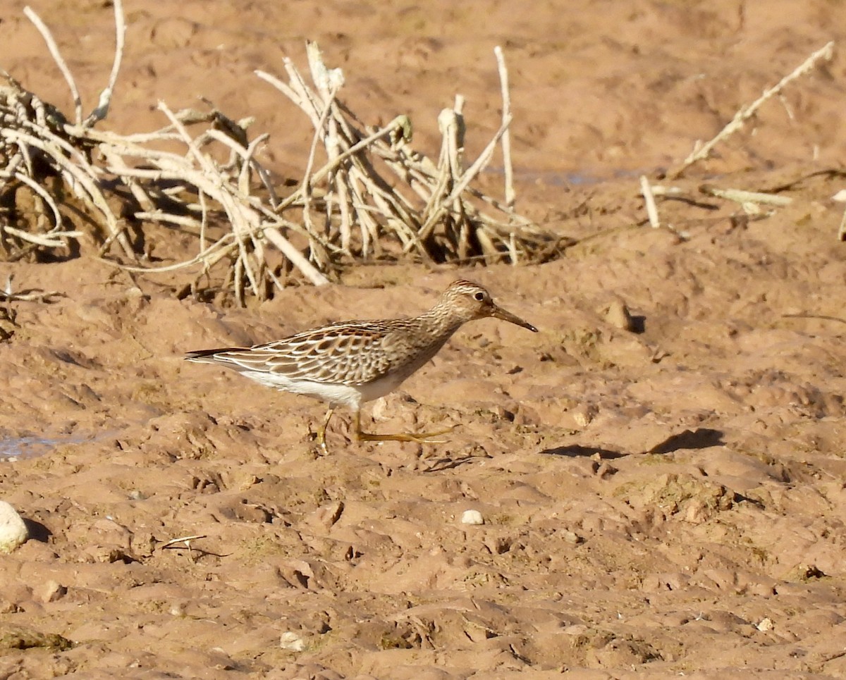 jespák skvrnitý - ML642949248