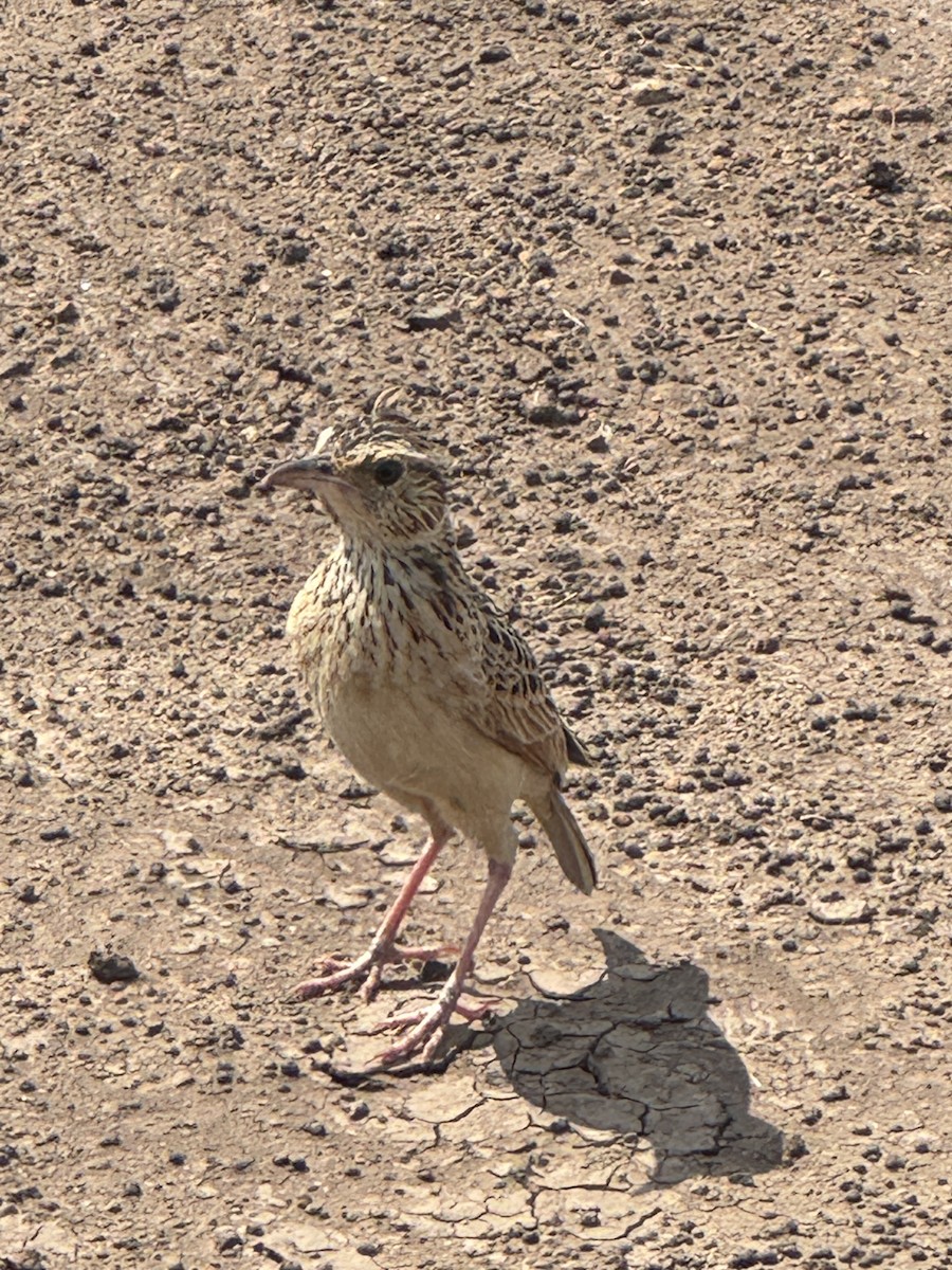 Sentinel Lark - ML642949249