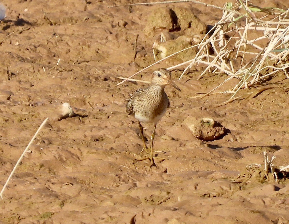 jespák skvrnitý - ML642949250