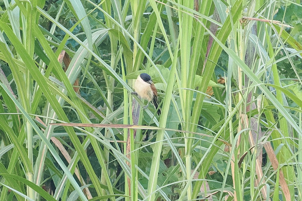 Marsh Tchagra - ML642949255
