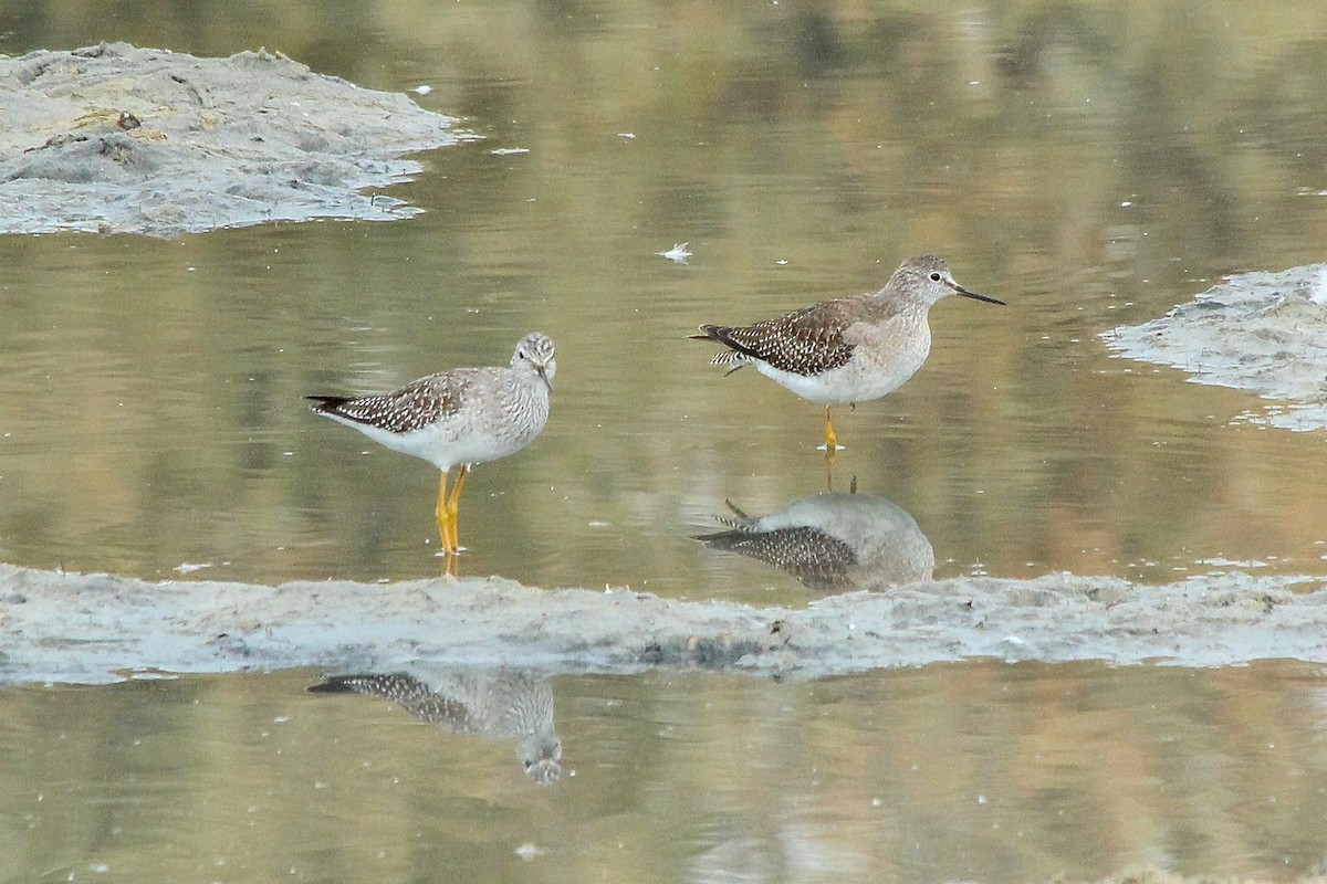 Lesser Yellowlegs - ML642949279