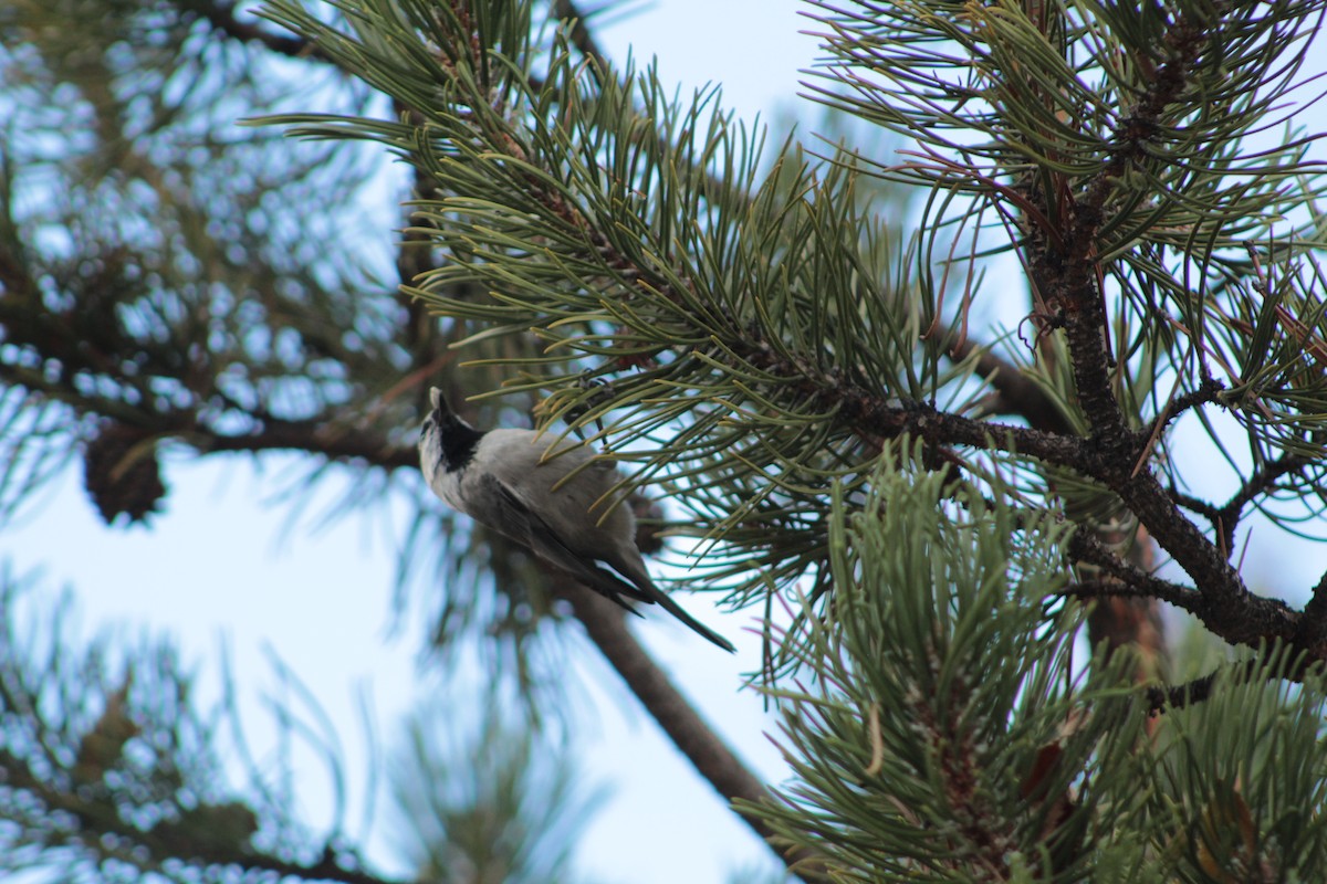 Mountain Chickadee - ML642949284