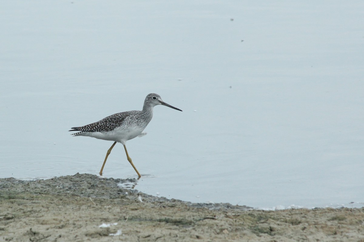 Greater Yellowlegs - ML642949287