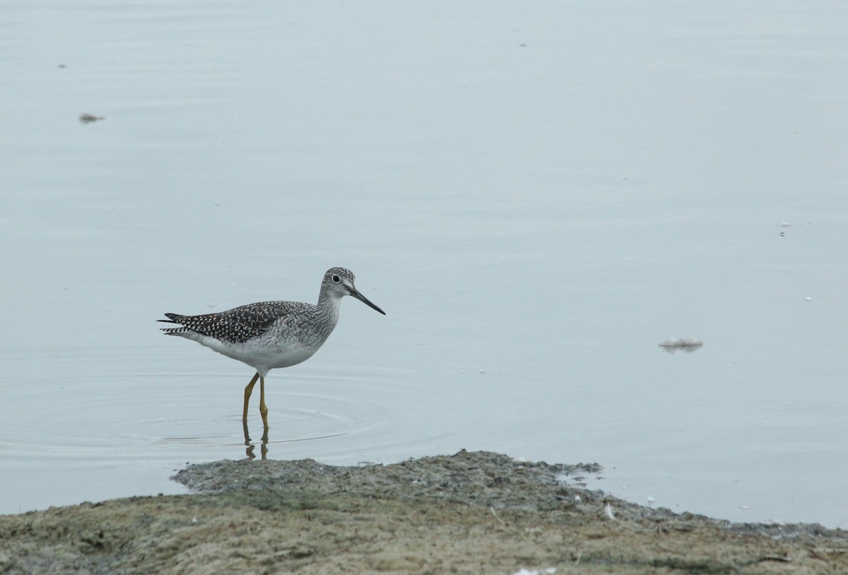 Greater Yellowlegs - ML642949288