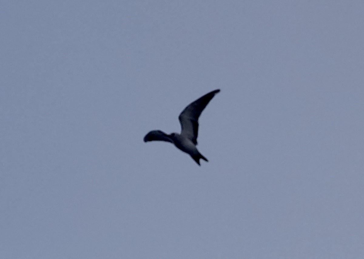Gray Noddy - ML642949290