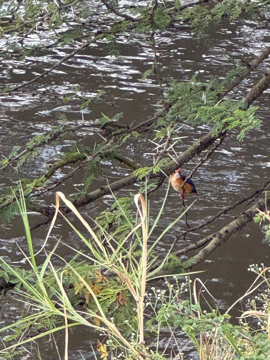 Malachite Kingfisher - ML642949304