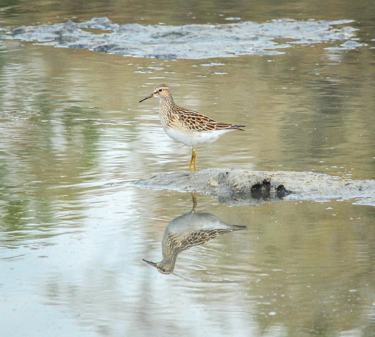 Bécasseau à poitrine cendrée - ML642949317