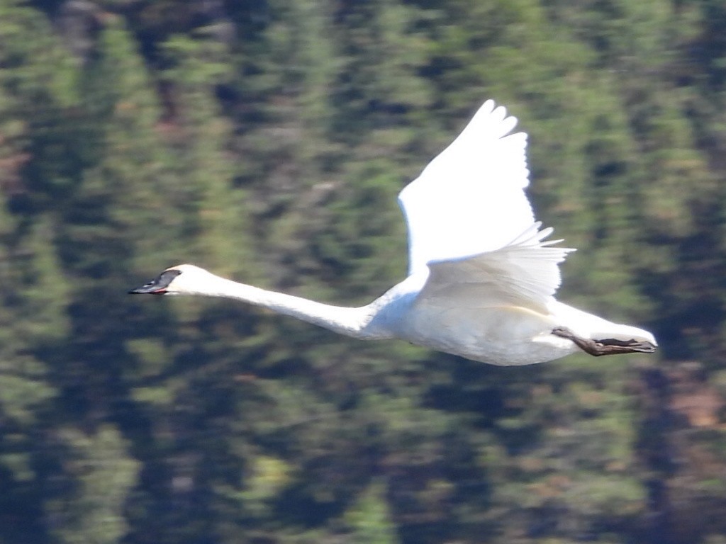 Cygne trompette - ML642949321