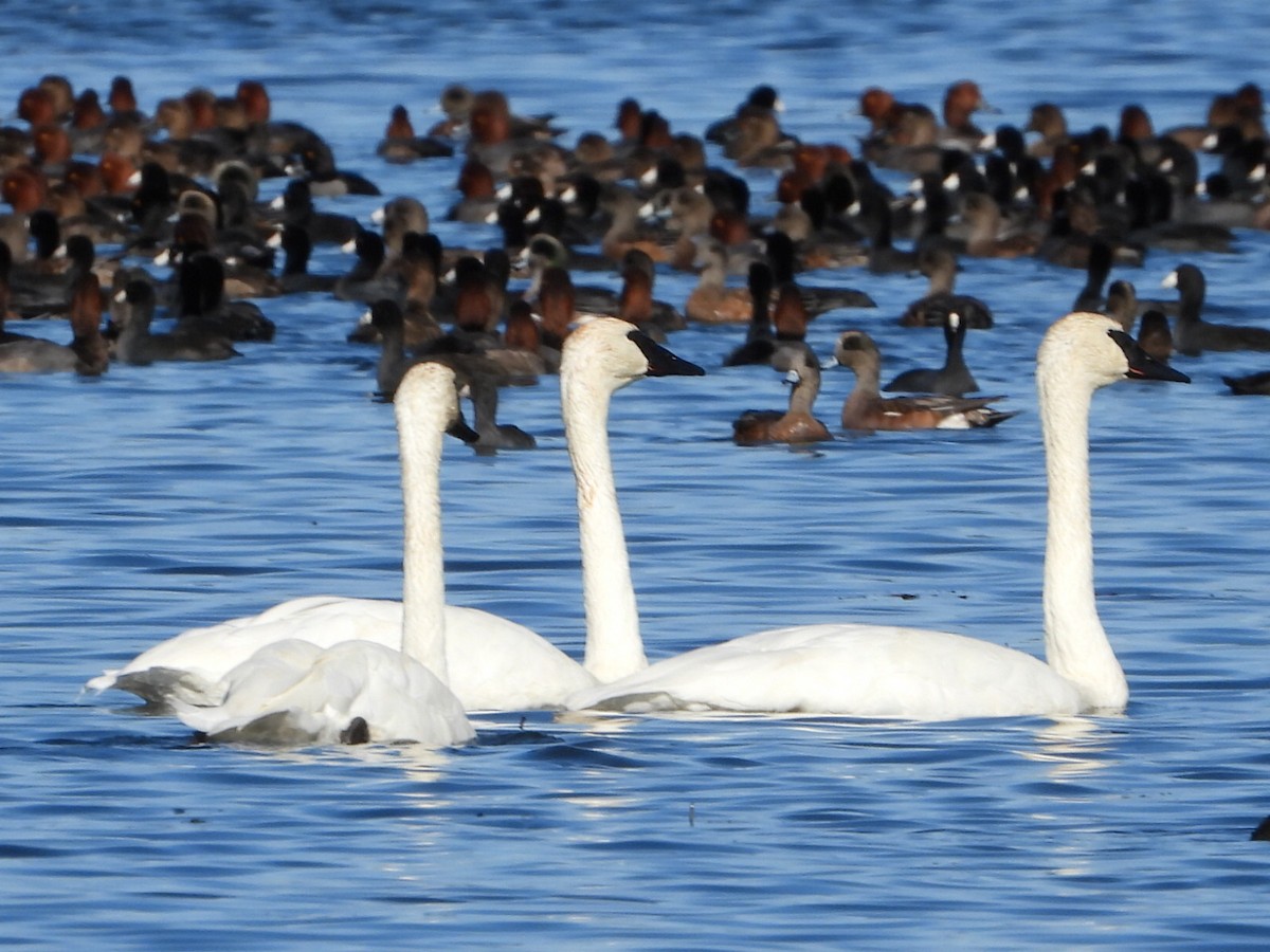 Cygne trompette - ML642949322