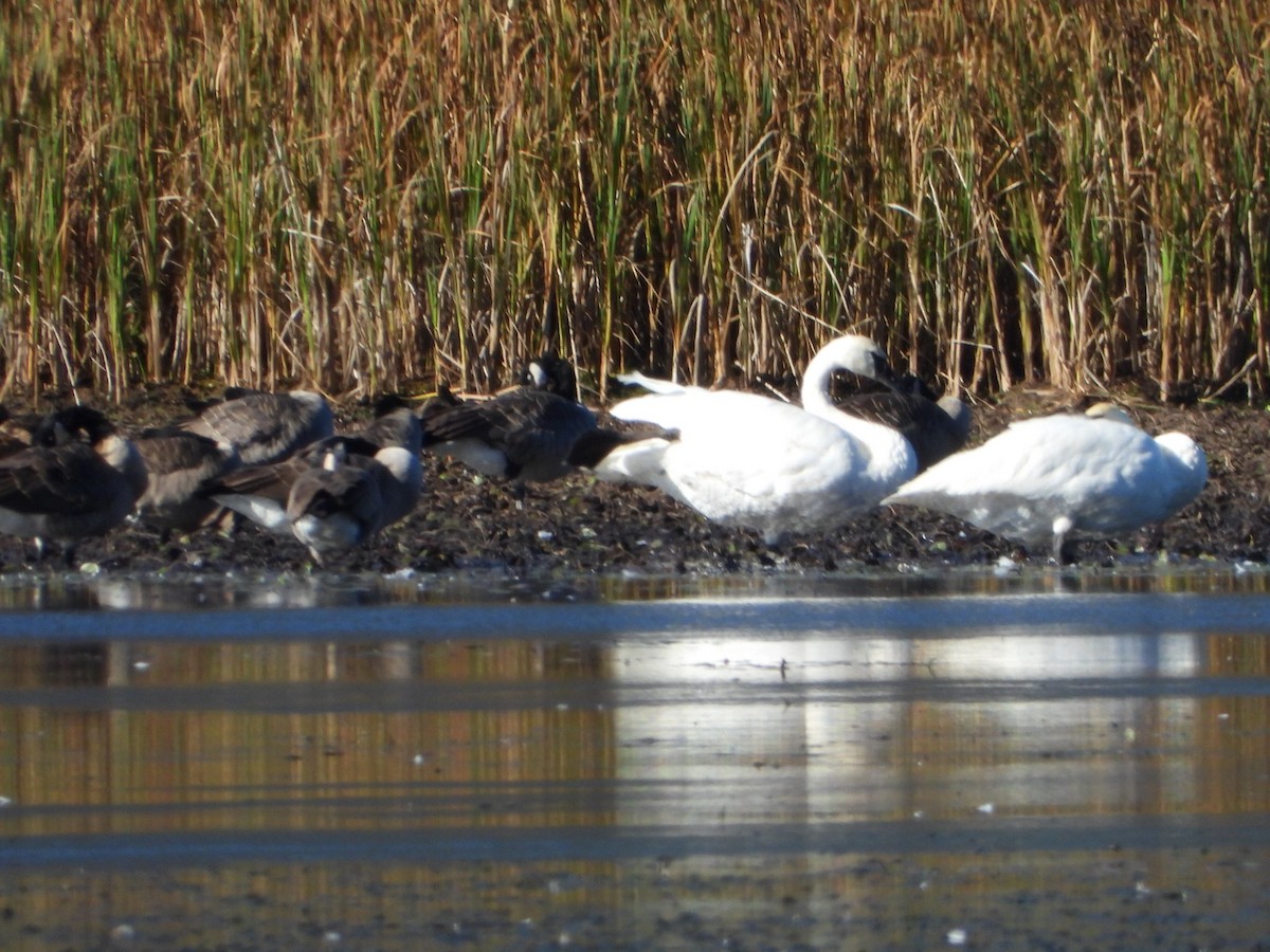 Cygne trompette - ML642949323