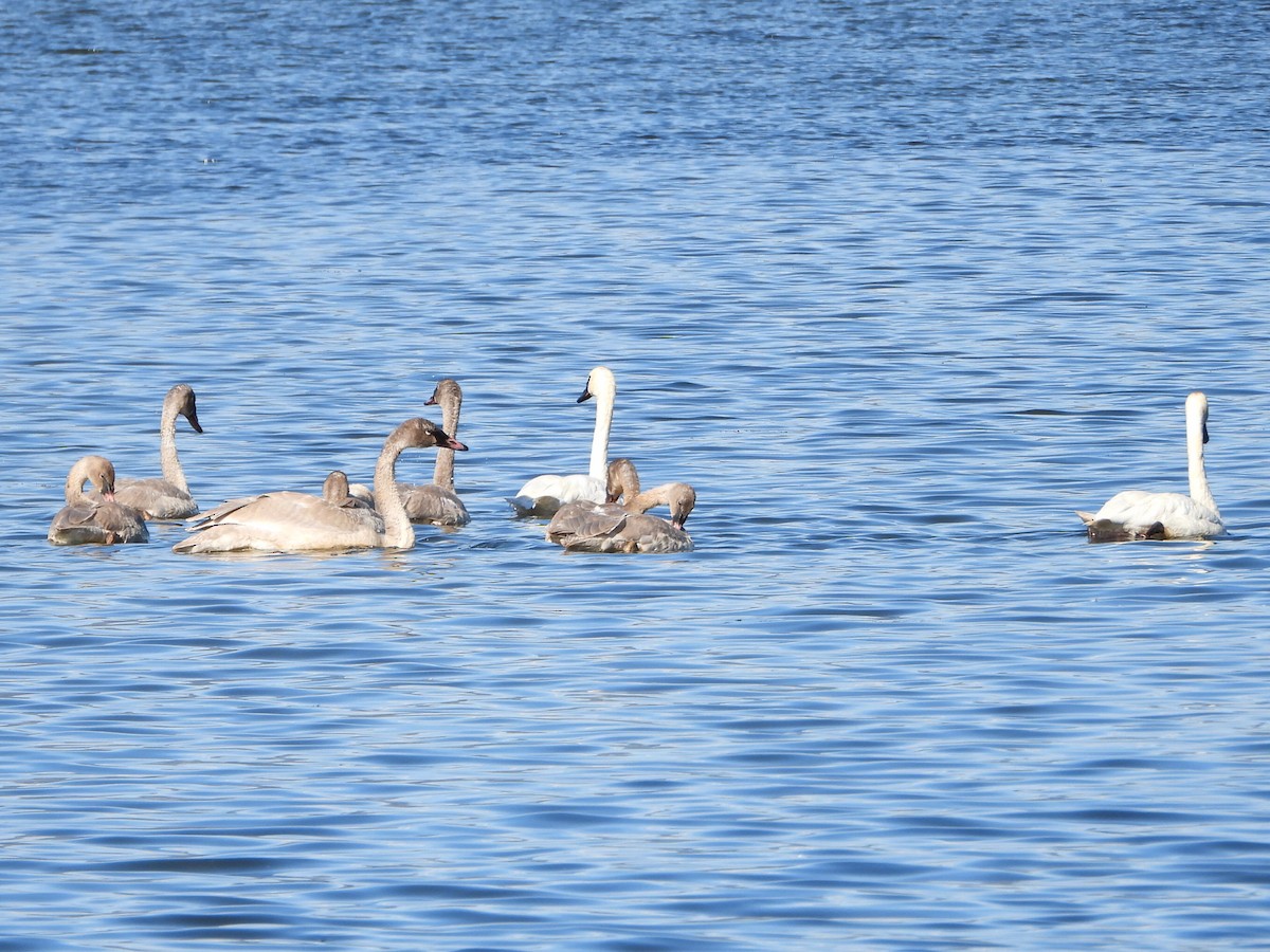 Cygne trompette - ML642949327