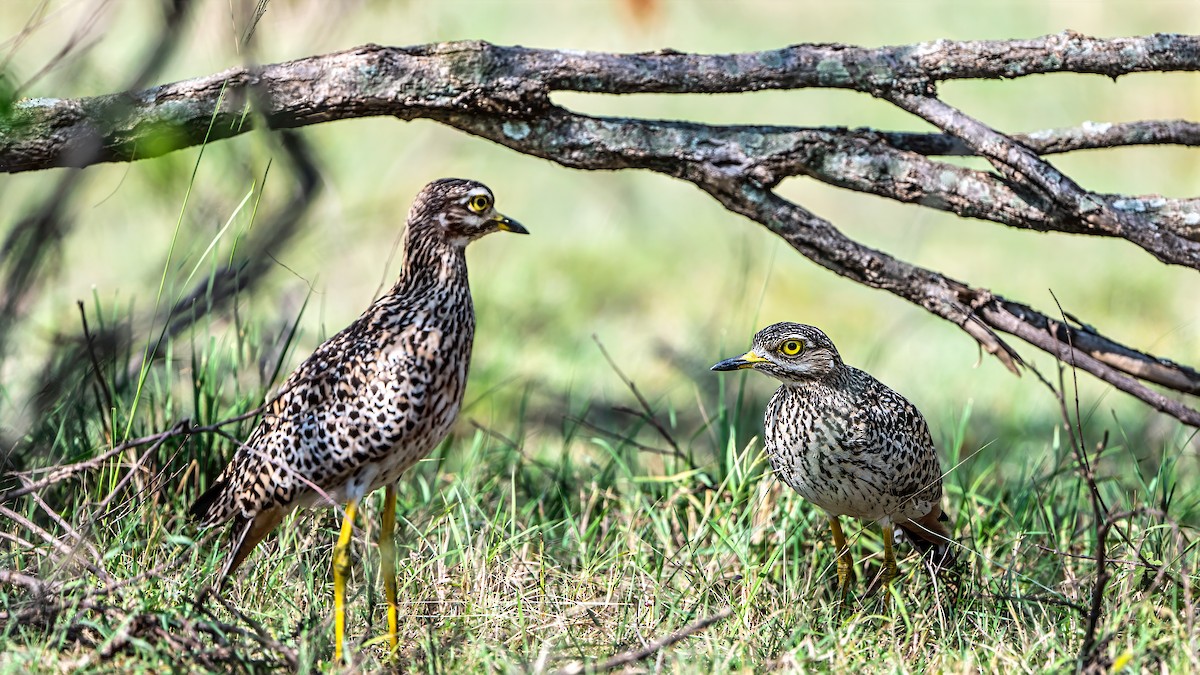 Spotted Thick-knee - ML642949328