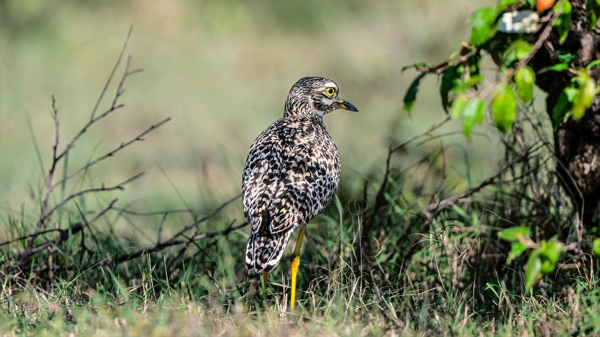 Spotted Thick-knee - ML642949329