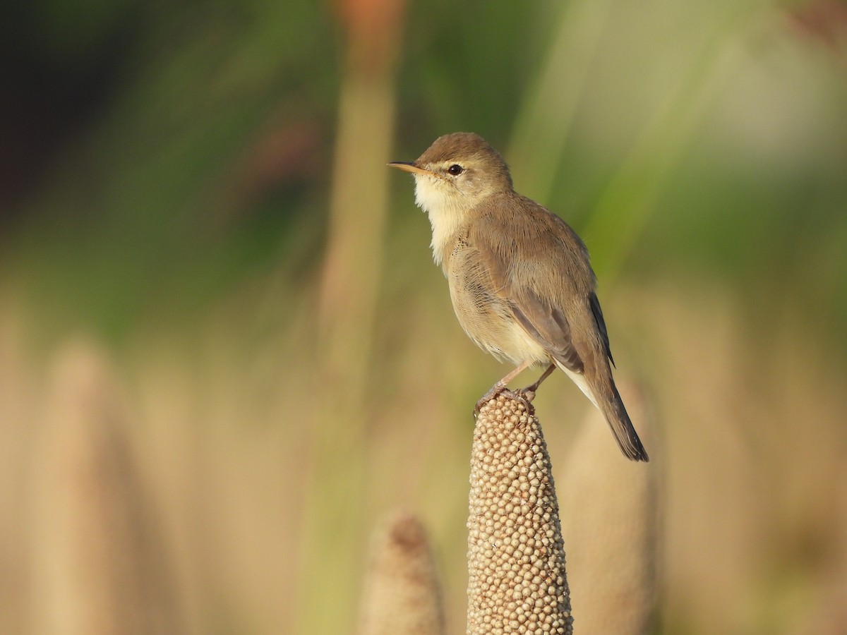 Booted Warbler - ML642949336