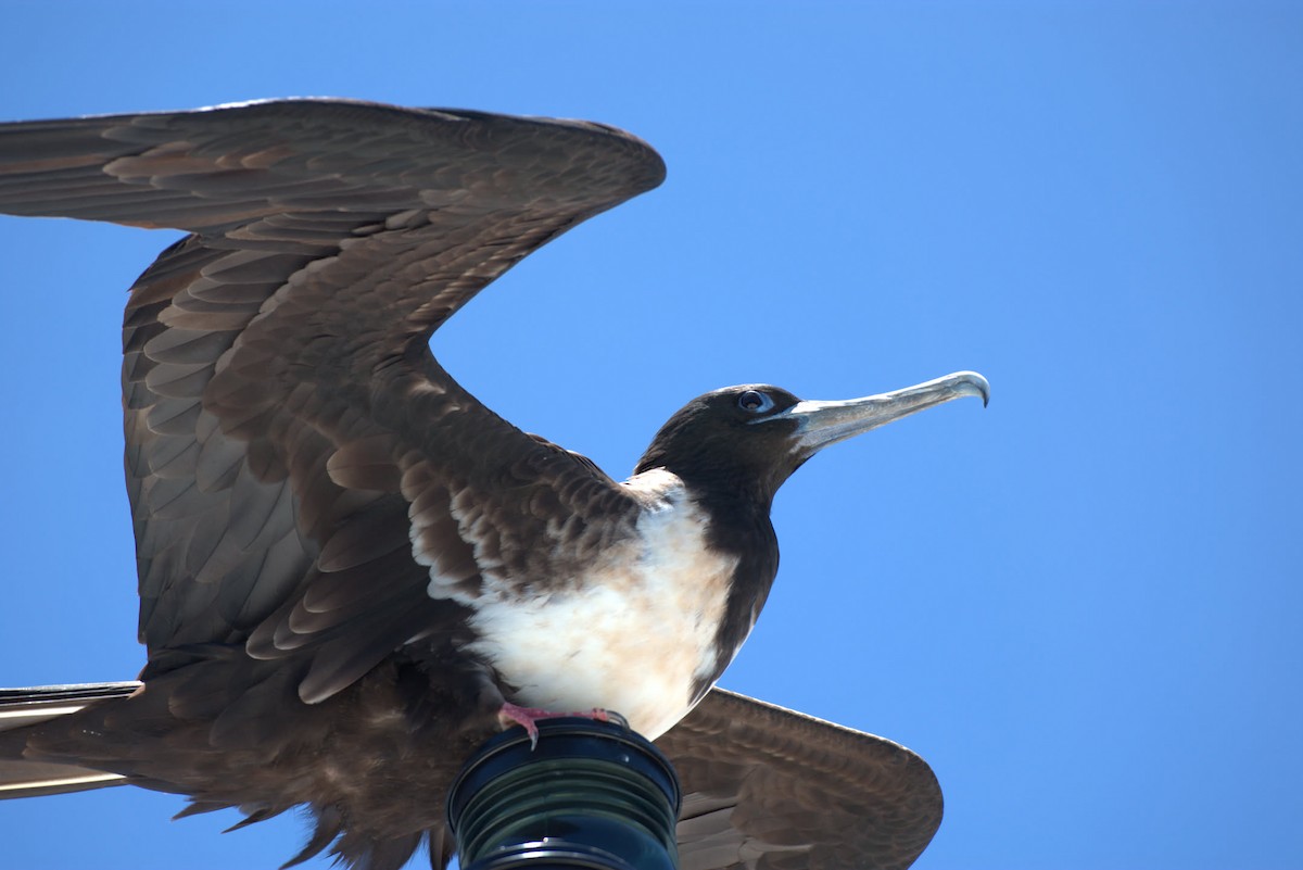 Magnificent Frigatebird - ML642949352