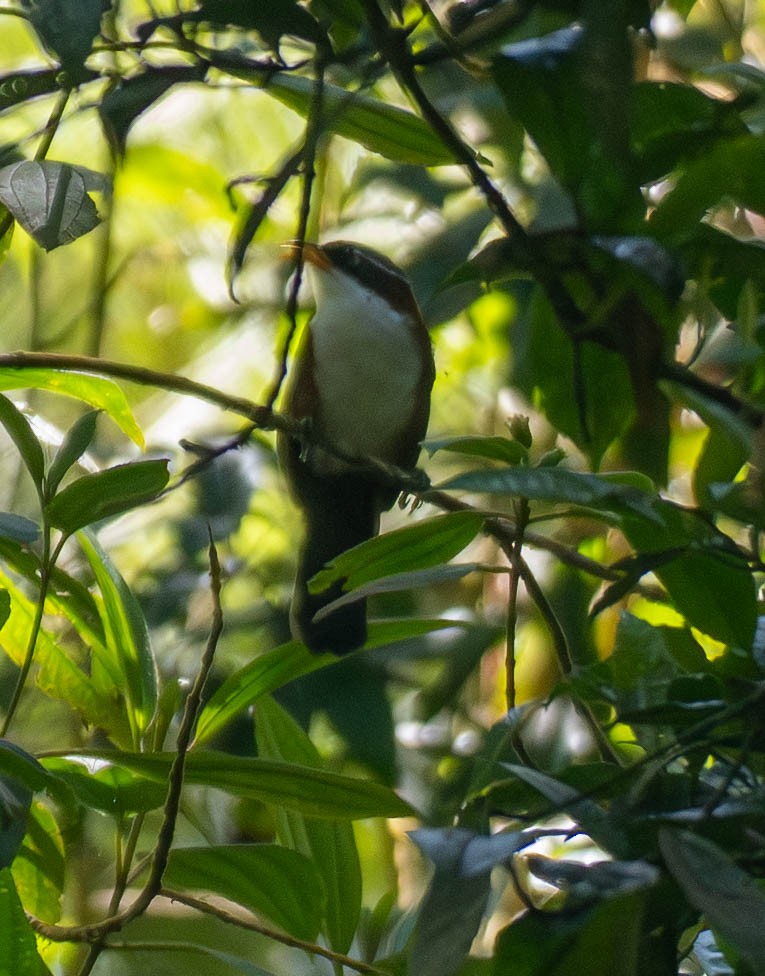Javan Scimitar-Babbler - ML642949354