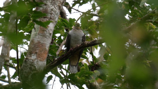 Amethyst Brown-Dove (Gray-breasted) - ML642949397