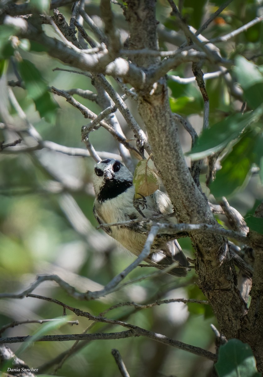Mountain Chickadee - ML642949401