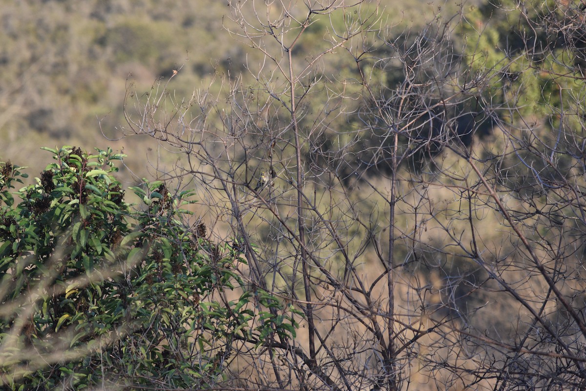 California Towhee - ML642949410