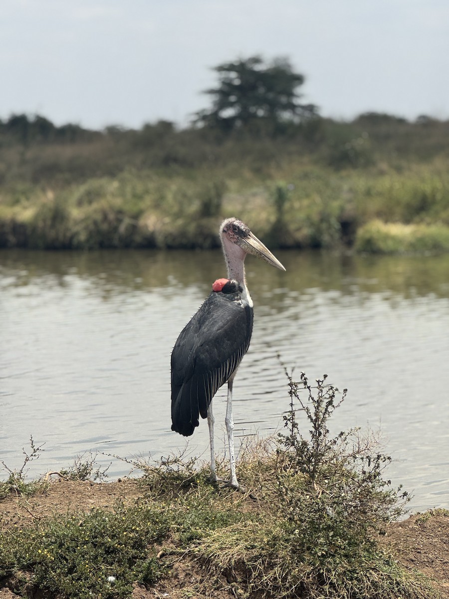 Marabou Stork - ML642949446