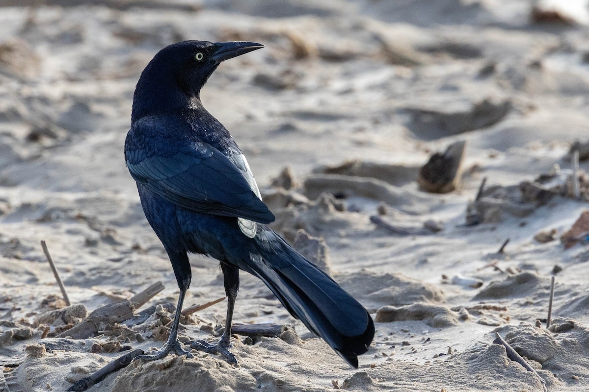 Great-tailed Grackle - ML642949492