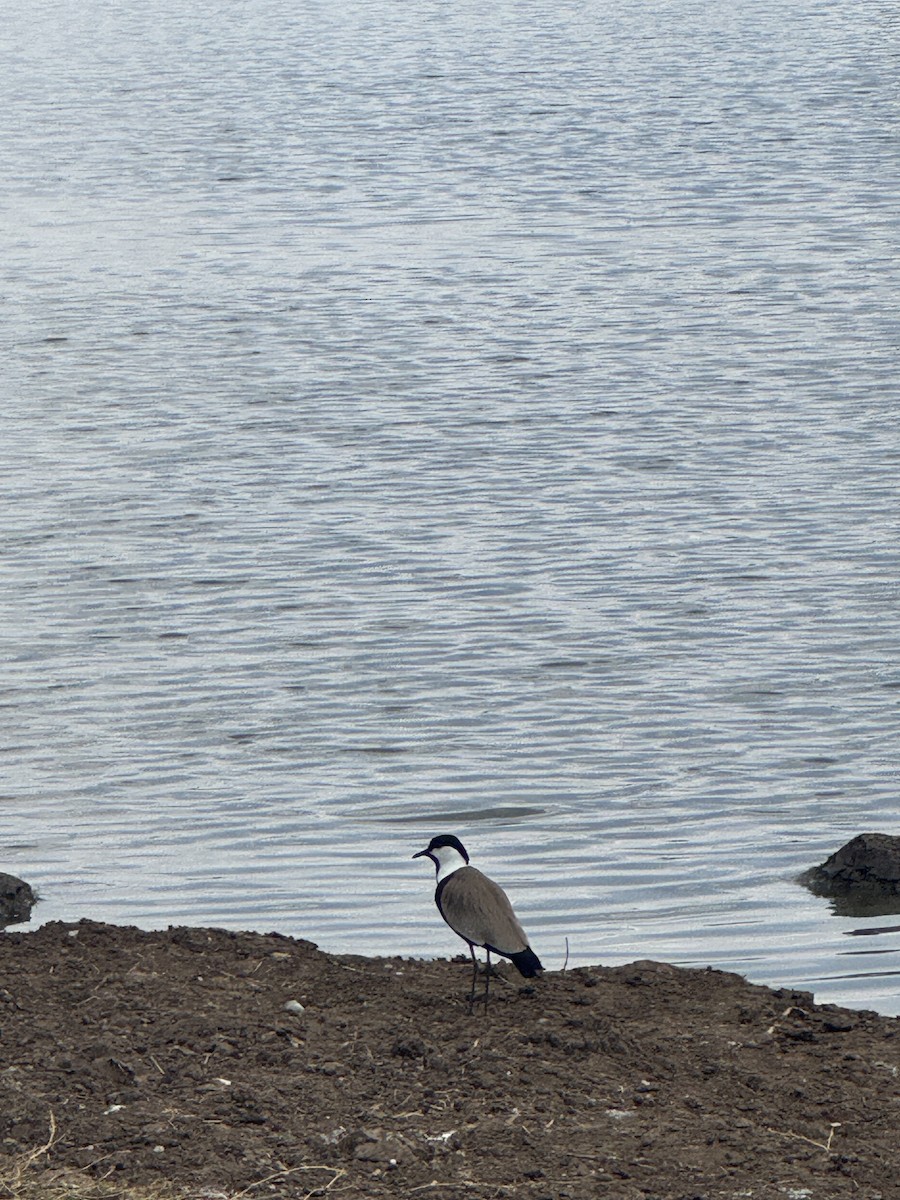 Spur-winged Lapwing - ML642949497