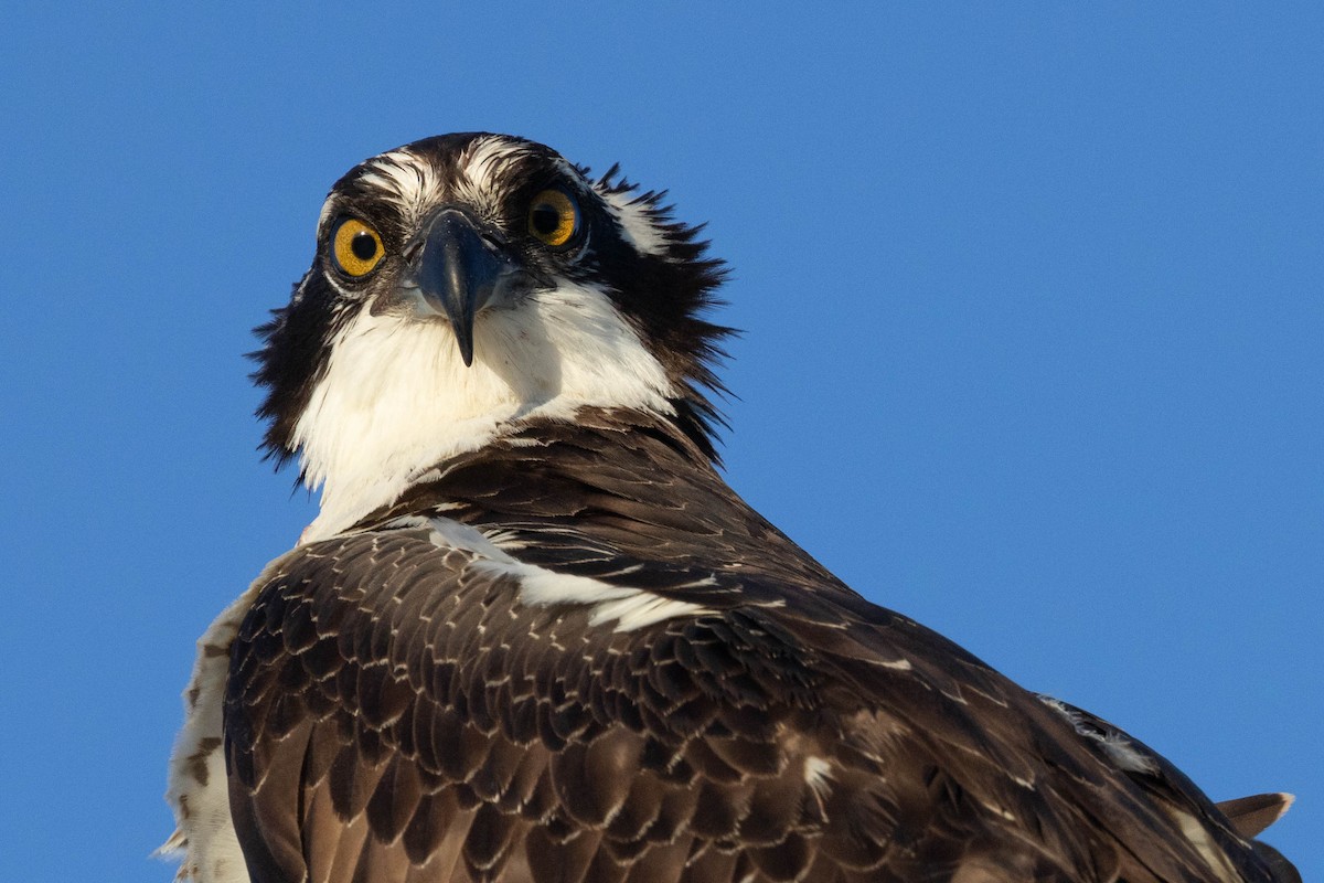 Osprey - ML642949531