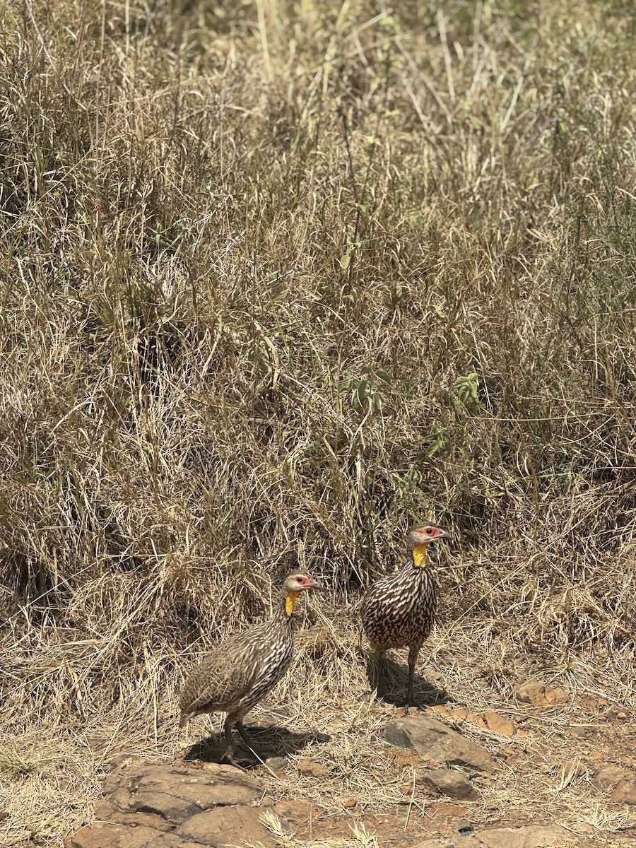 Yellow-necked Spurfowl - ML642949533