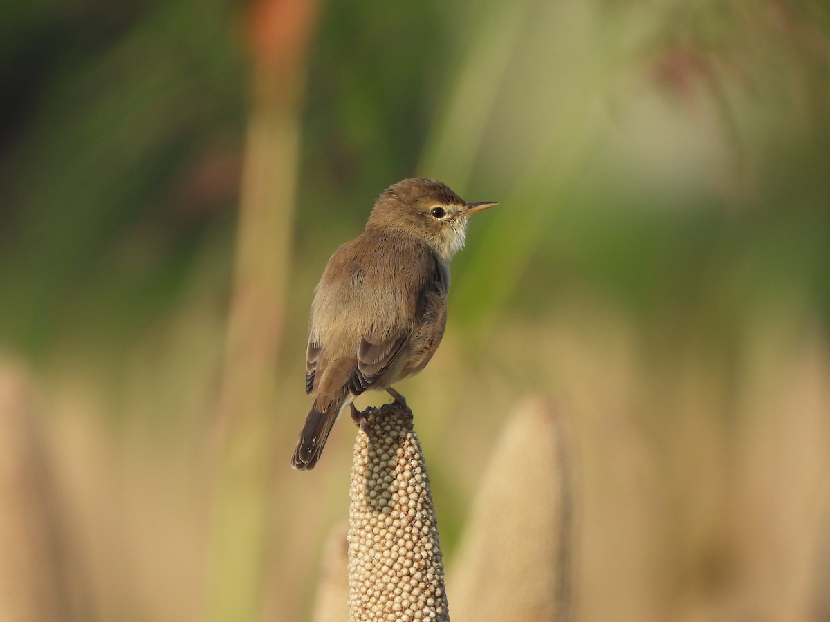 Booted Warbler - ML642949535
