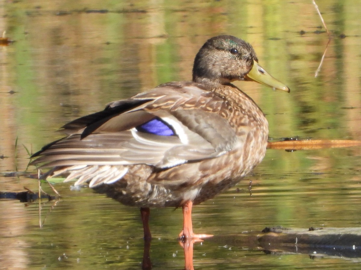 Mallard - ML642949537