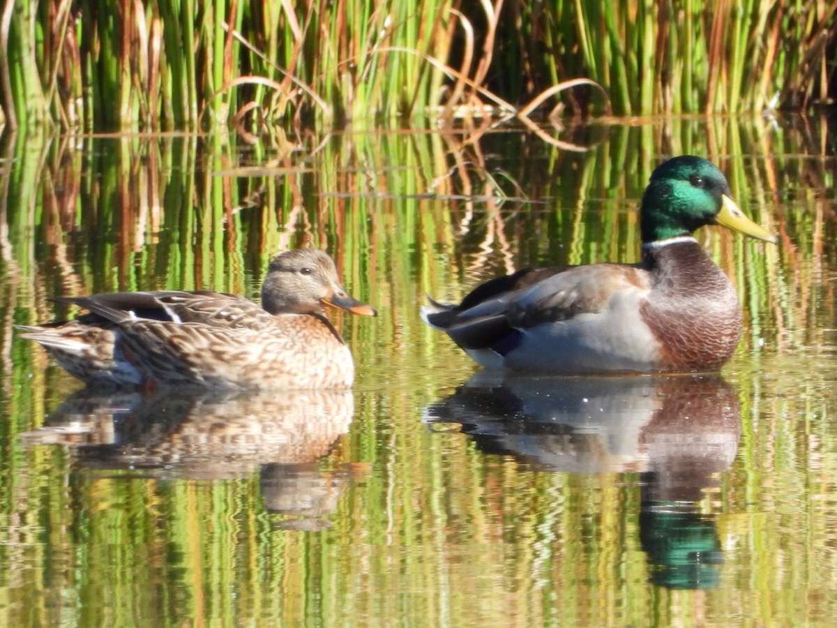 Mallard - ML642949538