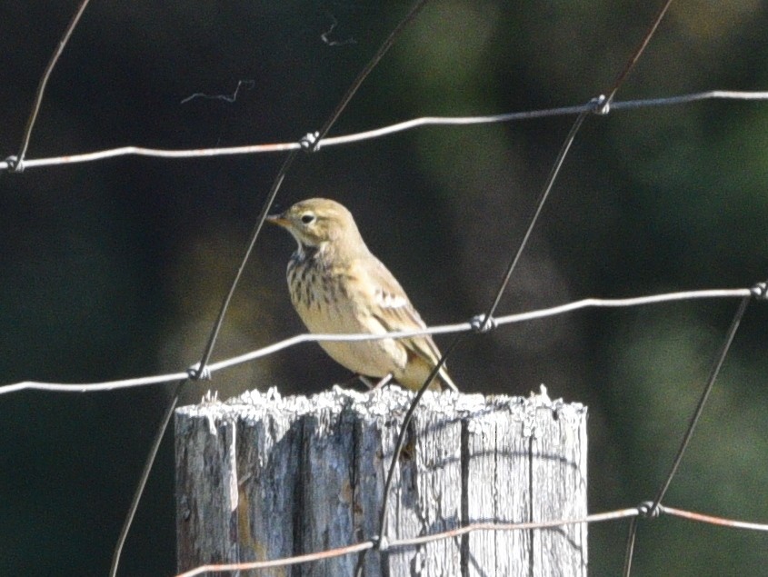 American Pipit - ML642949539