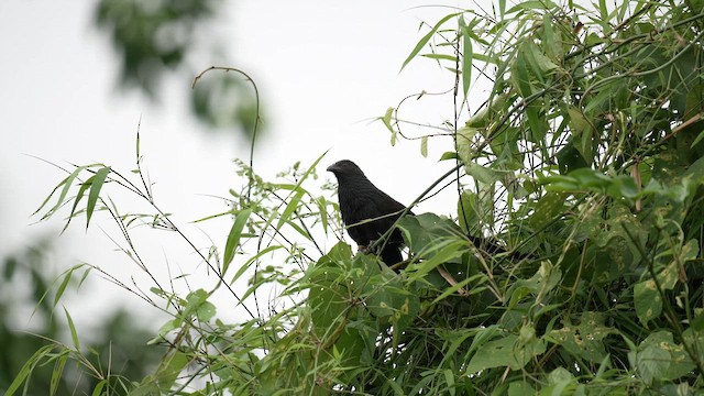 Philippine Coucal - ML642949540