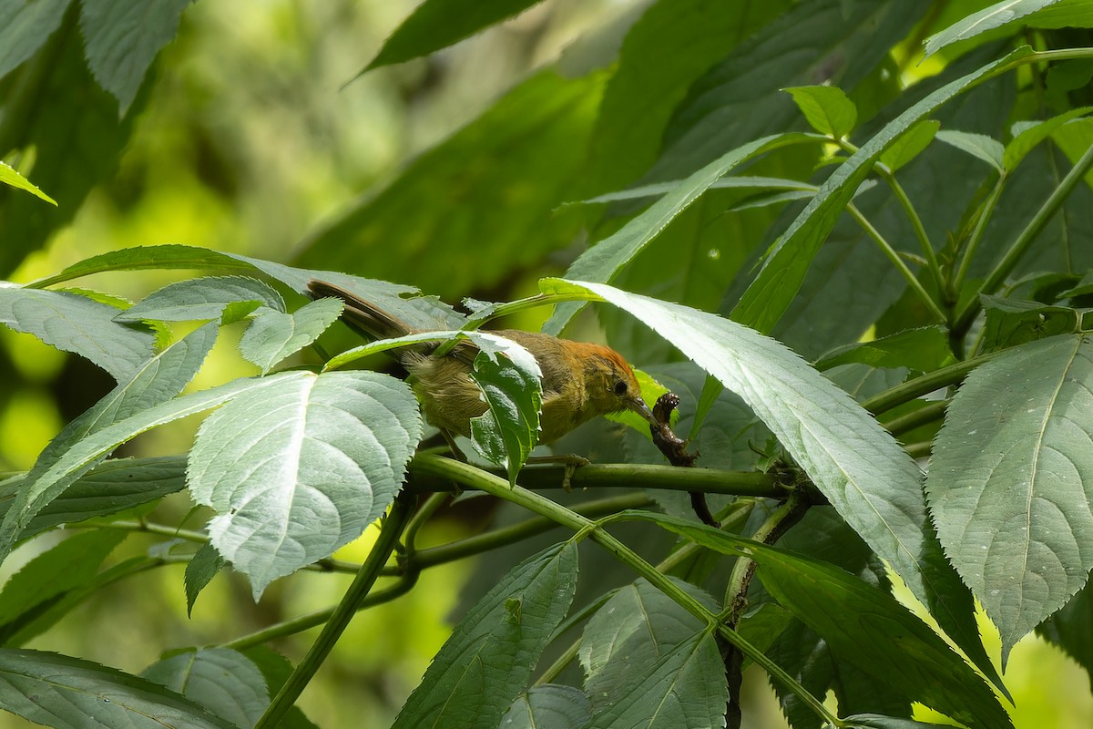 Rufous-capped Babbler - ML642949541