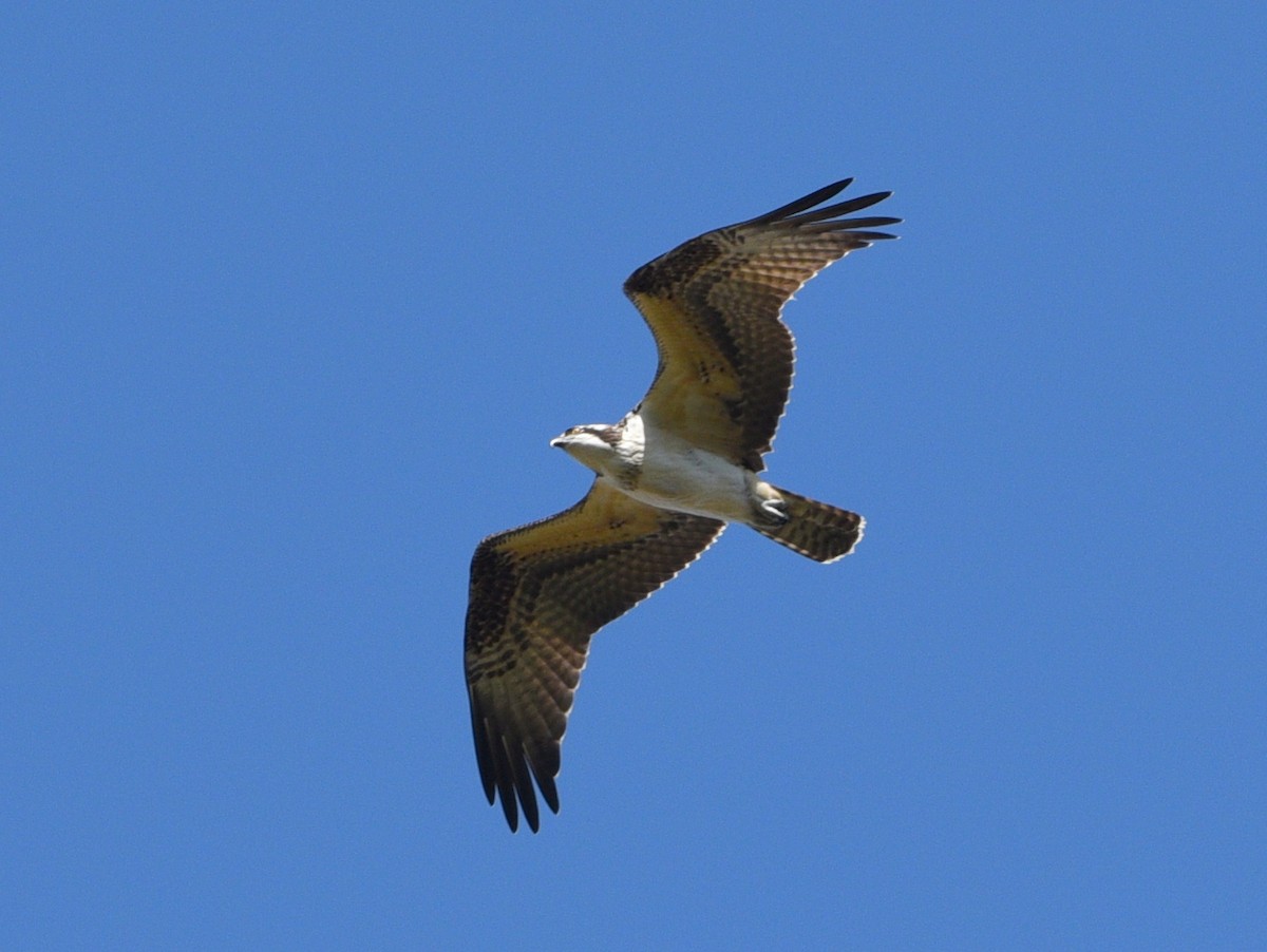 Osprey - ML642949542